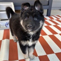 Adopt a dog:Kiska/Shepherd/Female/Baby,I am in a foster home and not at the shelter. If you are interested in adopting, submit an adoption questionnaire by email. Learn more here
