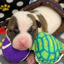 Adopt a dog:ETHAN/Pit Bull Terrier/Male/Baby,Hi my name is Ethan and I am just 1 week old. I was born here at DHS SPCA of S.J. County along with my 3 siblings. When I get old enough and big enough I am going to get adopted and have my forever family and home. Call to set up a meet and greet with me. I'm so excited!!!