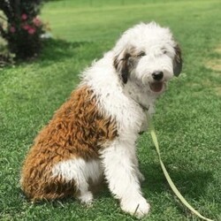Baby Blue/Mini Bernedoodle									Puppy/Female	/10 Weeks,Baby Blue is a Rufus Red Tuxedo Mini Bernedoodle which means she will become a darker red over time! She is expected to weigh around 25-35lbs full grown!