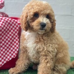 Adopt a dog:Toy Spoodle puppies ready NOW/Cocker Spaniel/Male/Younger Than Six Months,We have 2 boy toy Spoodle puppies looking for there forever home. Born on 27th October and will be ready to go home from Friday 22nd December.Raised by experienced but small breeder in a home environment with lots of love, care and cuddles. Both parents are DNA tested and you will be able to view mum and Dad.Puppies are vaccinated, microchipped, wormed and vet checked. You will receive a puppy information folder with all there paperwork, a bag of puppy food and some goodies to help settle them into there new home.