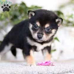 Annette/Shiba Inu									Puppy/Female	/8 Weeks,Allow me to introduce you to the cutest ACA Registered Shiba Inu puppy, Annette! She embodies the perfect blend of sweetness and spunk. With her soft, fluffy coat she is an absolute joy to snuggle. This breed is known for their spirited and independent nature, they are often described as bold, confident, and good-natured dogs. No matter where you go, your Shiba Inu will always be a head turner. Whether it’s a brisk walk in the park or a lively play session, this puppy will turn any ordinary days into an adventure!