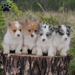 Kayla/Pembroke Welsh Corgi									Puppy/Female	/7 Weeks,Please call us TODAY! To schedule an appointment to come meet these amazing Corgi puppies!!
