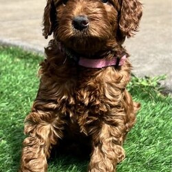 Adopt a dog:Irish oodles. The most loyal comical friend you will ever have./Irish Setter/Both/Younger Than Six Months,The Irish Setters are well known for their placid loving temperament and their long flowing dark red coats. The poodle are also well known for their intelligence and loving nature. Just a perfect combination. Would suit young family, elderly family and everything in between. Past pups are doing therapy and school work.These pups will be small to medium in size. Toilet training 95% complete.The puppy coats will be a beautiful loose curl in appearance that is low to non shedding great for allergy sufferers. All pups come vaccinated, microchipped, wormed and will be sold with a puppy pack and on going support. Parents are DNA health tested.I have both girls and boys available.Last photo of a grown Irish Oodle from previous litter, so that you can see what they will look like once grown.Check out our Facebook page for further photos or videos of current and previous litters and grown dogs.https://www.facebook.com/irishoodlesaustraliaOur aim is to produce quality healthy puppies that provide many years of enjoyment for your family for more information feel free to contact me. Our pups are treated first class and we work hands on with them every single day. The toilet training is well underway and they have also completed crate training. They are exposed to several different household noises. Very happy and outgoing babies that you are welcome to come and view.Irish Oodles are the most happy goLucky dog on the planet. A total goofball that is considered the clown of the dog world. Very human orientated. Happy to be your pillow and couchPotato pal or your adventure, rock climbing, body surfing, bike riding buddy. Nothing phases them. They will give the majority of things a go with a big smile on their face.Happy to share the house with other creatures or be a only child. So whether you want to just hang out or go play full out, the Irish Oodle will be there by your side.Prices vary from $3000 to $4000. We have pups ready to go and some newborns so we can help out with timing. Feel free to contact us so that we can discuss further to see if we have something that will suit your needs.Every puppy comes with microchip transfers completed and 6 weeks free puppy insurance.If you live interstate we organize everything for you to fly the puppy to your major airport.With over 30 years experience, we leave nothing to chance. The puppies are our number one priority every time.Serious enquiries only please, 956000017128377,956000017188341,956000017128127 , 956000017116080,RPBA 15565Source number MB115294Looking for a cavoodle or groodle. Why not consider the Irish Oodle.