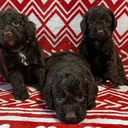 Adopt a dog:F1 mini Cockapoo’s chocolate and tan 29 dna clear/Cockapoos mini/Female/4 months,??????????PLEASE READ MY ADVERT FROM TOP TO BOTTOM ????????????

??????????

Small type f1. Chocolate and tan girl  heavy curls
Ready to leave and inocualted till 2025
FULLY TRAINED FOR HER NEW FAMILY 
1st Baby groom just done

DNA health testing is the best / safest way - to ensure no vet bills for diseases their parents can hold. So looking at the price tags isn’t your best decision for any one in the long run- as the unhealth tested litters hold many diseases which can be seen in the pictures above (feel free to use these as a check list for other breeders to see their ethics.) CHOOSE HEALTH AGAISNT THE PRICE




MOST
HEALTHIEST F1 COCKAPOOS ANYWHERE IN THE UKsee listing of dna health tests in pictures Tinyshires babies are not eye candy - their soul food for family’s to have the best adventures together for life xx

Gold standard dna health testing as both parents clear of all health testing listings in pictures- plus viewable on request at in house viewing only not sent over social sites. I ensure my puppies are 100% disease free of all health concerns related to both breed of parents. (to ensure perfect healthy happy family pets) Both parents viewable at all times.
What makes my passion so great is that I see and make extra happy families for life and to be apart of your life story with your forever companion (WE HAVE A FULL HISTORY OF MY PASSION VIA GOOGLE )

My dna health testing labs I use are as follows - LABOKLIN - UCD(American)- ANIMAL GENETICS - this is to ensure 100% clear coverage of all diseases the cocker and poodle breed have.

Raised in a very busy home with many types of pets- we have weaned them all on royal Canin - weighing nice and heavy - Our babies have
been handed since birth and will be
used to house hold noises which here are loads.

Our babies
leaves with 3 months supply of food via royal Canin and is fully wormed to date with panacur and flead
to date with frontline spray. Microchipped as standard.

Fully vet checked and vets report in the puppy pack along with scented towel of both parents.. A full clear care sheet for transition NOT FOR BREEDING PET HOMES ONLY

Girls £1400



MY PRICES reflect my intense health testing regime which is second to none as no other breeder is equal to the both parents been tested to my level (hence why this advert is
classed as GOLD STANDARDS

On viewing picture I'd required for all attending over the age of 16 years for security in place(driving Licnese and/or passport) NO ID NO ENTRY. GDPR REGULATED/REGISTERED

 (directions on google under my business name Tinyshires ltd)
 viewing is most welcome

Dad is a chic and tan cocker
13 inch

Mum is a cream mini poodle first timer
10 inch - mom is a gentle little girl who loves running around and coming for cuddles whilst you look an ther babies. No fear no bother just a plan Jane poodle who is very proud of her first litter of fluffy tails


CASH ONLY