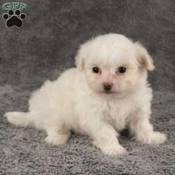 Freddy/Maltese									Puppy/Male	/9 Weeks,Hello! I’m Freddy a cute, cuddly, Maltese puppy that is looking for that special family to join! I will provide you with many years of unconditional love! All you have to do is call that number over there and say you want to bring me home. I will come up to date on all shots and dewormings, vet checked and all health records along with a one year genetic health guarantee.