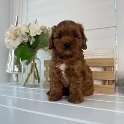 Adopt a dog:Stunning Toy Cavoodle 1st Gen Pups, Avail Now, DNA Tested Parents//Male/Younger Than Six Months,Available Now,2 Males AvailableLoveableoodles proud breeders of quality Cavodles are proud to announce the safe arrival of our outstanding Cavoodle LitterBorn on the 20th of December, We have a limited number of absolutely gorgeous Toy Cavoodle puppies available.Ask us for a link to our website loveableoodles for more pictures and contact information.Mum is a 8kg Cavalier King Charles (DNA Tested)Dad is a 3.5kg Red Toy Poodle (DNA Tested)Please note:- Both parents have been DNA tested- These puppies will NOT exhibit disease symptoms associated within their breed hereditary diseases- We anticipate their weights to range from 4-7kgAll of these beautiful pups have been- Veterinary examined & vaccinated- Microchipped- Wormed every 2 weeks from birth- Socialised with adults and kids.These absolutely adorable little Cavoodles have the most gentle, affectionate and loving natures. Having been raised inside and outside our home, our puppies are well suited and adjusted to both the indoors and outdoors.Registered members of RPBA 611991003002742640991003002742644991003002742635
