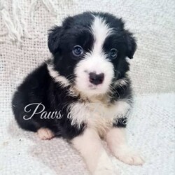 Pedigree Papered Border Collie/Border Collie/Female/Younger Than Six Months,Pedigree Papered long haired Border Collies ready to go in 3 weeks at 8 weeks of age. Pups will be microchipped, immunised, vet checked, wormed and come with papers. Parents have wonderful temperaments which we believe will be passed into their babies. Parents have been DNA tested and are 100% clear of any testible diseases. Please check out my fb pag in the link below for more pics.Tri blue merle male blue eye $2300Choc merle male 2 blue eyes $2300Black and white male $1800Black and white female $1800https://www.facebook.com/shearbellebeauties?mibextid=ZbWKwLMDBA33037BIN0003693514393
