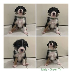 Border Collie Puppies/Border Collie/Male/Younger Than Six Months,Purebred Border Collie PuppiesTownsville LocationWill come with full vet check, microchip and vaccination, and wormed every 2 weeks.Meet and greets welcomeBoth parents are beautiful well tempered dogs. Mother - Wheaten. Father - Chocolate Tri