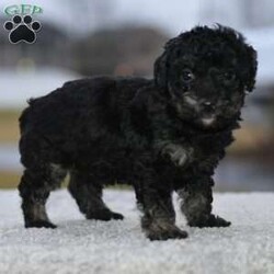 Cooper/Toy Poodle									Puppy/Male	/8 Weeks,Cooper is a beautiful phantom male toy puppy currently weights 2 pounds 6 Oz at 8 weeks old estimated to mature at around 8 pounds. Cooper is very pleasing and craves human interaction he is very smart and easy to train he will be a good candidate for a therapy or service dod! give us a call we can arrange FaceTime for you to meet this little princess!! We have over 100s of references available upon request for serious inquiries, we are located in Dayton Ohio you can come to us in person for pickup, how ever at your request we do offer transportation in the usa and can deliver your puppy to your front door step! Puppy includes.. *Akc registration * vet checked *utd shots *utd deworming *microchiped *dewclawed  *health guarantee ** references**  Available.
