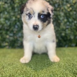 2 x Australian Shepherds (DNA Clear) Free Delivery Sydney/Australian Shepherd Dog/Both/Younger Than Six Months,8 x Purebred Australian Shepherd puppies available to a loving home. Available to go from the 30th January and we can deliver them to sydney on this date.- Blue Merle Female (bob tail) $4000 (SOLD)- Blue Merle Male (bob tail) $3800 (SOLD)- Red Merle Female (bob tail) $3500 (SOLD)- Red Merle Male (bob tail) $3500 (SOLD)- Red Tri Female (bob Tail) $2500 (SOLD)- Black Tri Male (long tail) $2000 (SOLD)- Black Tri Female (long tail) $2000- Black Tri Female (long tail) $2,000Puppies come :- With first round of vaccinations & microchipped- Vet check report- 6 weeks free pet insurance- Not desexed- Wormed every 2 weeksThe puppies have been raised indoors and outdoors, and around children and other puppies.The father is a 25kg Black Tri Aussie Shepherd and is DNA tested, the mother is a 28kg Red Tri Aussie Shepherd and also DNA tested. We own both parents and I can send photos of parents on request.Once our puppies leave, we:- Would love to see updates!- Offer a rehoming policy- Offer a 18 month health guarantee- Have a Facebook page you can stay in touch or see other puppies we have bred- Offer support and are free to talk at any time throughout your puppies lifeWe are located in Nyngan NSW, can get to Dubbo at any stage. Road transport is usually organised from Dubbo. There will be free transport to Sydney, with a chosen meeting location and time. Happy to arrange other freight at buyers expense, flights from Sydney to another capital city are usually around $300Full members of AAPDB: 16947BIN: B000738270We have a website & Facebook page Country Canine Co. Please look on our Facebook group Country Canine Co. Families for photos of the previous litter as adults.
