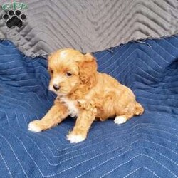 Bella/Cavapoo									Puppy/Female	/6 Weeks,Meet Bella! She is a Cavapoo. Mom is a Cavalier King Charles Spaniel. Dad is a Mini Poodle. I am family raised in the country and love all the attention I can get. I am up to date on all vaccinations and dewormer. I am also vet checked and microchiped. NO Sunday sales, all Sunday inquiries will be returned on Monday! 