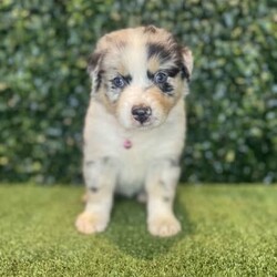 2 x Australian Shepherds (DNA Clear) Free Delivery Sydney/Australian Shepherd Dog/Both/Younger Than Six Months,8 x Purebred Australian Shepherd puppies available to a loving home. Available to go from the 30th January and we can deliver them to sydney on this date.- Blue Merle Female (bob tail) $4000 (SOLD)- Blue Merle Male (bob tail) $3800 (SOLD)- Red Merle Female (bob tail) $3500 (SOLD)- Red Merle Male (bob tail) $3500 (SOLD)- Red Tri Female (bob Tail) $2500 (SOLD)- Black Tri Male (long tail) $2000 (SOLD)- Black Tri Female (long tail) $2000- Black Tri Female (long tail) $2,000Puppies come :- With first round of vaccinations & microchipped- Vet check report- 6 weeks free pet insurance- Not desexed- Wormed every 2 weeksThe puppies have been raised indoors and outdoors, and around children and other puppies.The father is a 25kg Black Tri Aussie Shepherd and is DNA tested, the mother is a 28kg Red Tri Aussie Shepherd and also DNA tested. We own both parents and I can send photos of parents on request.Once our puppies leave, we:- Would love to see updates!- Offer a rehoming policy- Offer a 18 month health guarantee- Have a Facebook page you can stay in touch or see other puppies we have bred- Offer support and are free to talk at any time throughout your puppies lifeWe are located in Nyngan NSW, can get to Dubbo at any stage. Road transport is usually organised from Dubbo. There will be free transport to Sydney, with a chosen meeting location and time. Happy to arrange other freight at buyers expense, flights from Sydney to another capital city are usually around $300Full members of AAPDB: 16947BIN: B000738270We have a website & Facebook page Country Canine Co. Please look on our Facebook group Country Canine Co. Families for photos of the previous litter as adults.