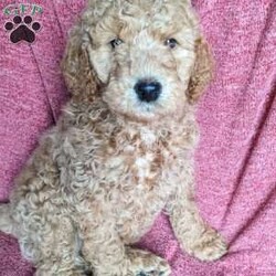 Chance/Standard Poodle									Puppy/Male	/December 27th, 2023,Chance is a snuggle pup. He loves to play but also loves to snuggle on the couch. He especially loves belly rubs. 