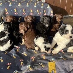 Adopt a dog:Tibetan terrier x cockapoo puppies/Tibetan terrier/Mixed Litter/7 weeks,A beautiful litter of 5 boys and 4 girls mum is our family pet Maisie and dad is a kc registered Tibetan terrier both mum and dad are the most wonderful dogs both have grown up around other dogs and children, these puppies have grown up outside they are playful happy healthy puppies will come vet checked and microchipped my vet has advised not to start their vaccinations as so many vets use different vaccines, they are up to date with worming and are eating hard food, they are now ready to find their own families to grow up in 
Any question please message me