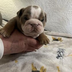 Beautiful English Bulldog Puppies/English bulldog/Mixed Litter/4 weeks,Beautiful litter of english bulldogs, mum is our girl she is a gorgeous lilac tri with little white and is Kc registered. Dad is a blue tri merle, he is dwkc registered pictures can be sent over on request. Litter will be dwkc registered, microchipped, first vaccination and checked over by a vet. 
We’ve got 3 boys and 1 girl available : 
Male 1 - Lilac tri with the spot on his head - £2000
Male 2 - Lilac tri with the predominantly white face - £2000
Male 3 - Blue tri merle - £2700
Female 1 - Lilac tri merle  - £2500


We only want the best homes for these babies, please message for more information :)