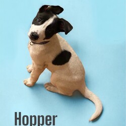 Adopt a dog:Hopper/Border Collie/Male/Baby,Sweet Little Hopper! 10 week old prancing happy little love ! Hopper might be a smaller mix of border collie and maybe something small with it.  He’s energetic fun little guy who’s super affectionate.  Hopper is looking for his forever home! To apply please visit www.StrayNetwork.org