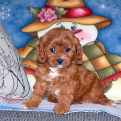 Tori/Cavapoo									Puppy/Female	/7 Weeks,Look at this curly-coated Cavapoo puppy, Tori! She is family-raised with children and well-socialized. Tori is already vet checked and up to date on shots & wormer, plus the breeder provides a 30-day health guarantee. If you want to learn more about this fun girl and how to make her yours, please call Jesse & Barbie today!
