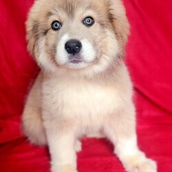 Adopt a dog:Sarge /Great Pyrenees/Male/Baby,3 months old, cat and dog friendly

Sarge is sweet and shy-ish, quiet, affectionate and loves his toys. He is learning how to walk on leash.