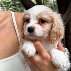 Adopt a dog:BLENHEIM CAVOODLE PUPPIES (8 WEEKS)//Both/Younger Than Six Months,10 Puppies Microchipped and Vaccinated/Wormed5 Boys / 5 Girls (5 Sold: 4 Boys / 1 Girl Available)Able to deliver within Brisbane