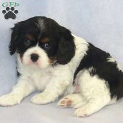Lily/Cavalier King Charles Spaniel									Puppy/Female	/January 3rd, 2024,Lily is a wonderful little puppy, playful and friendly. She can wiggle her way right into your heart if you come on over to visit! Lily is registered with the AKC, and she has champion bloodlines. She is used to children and is ready to make a super addition to your home! Come on over to visit Lily. All friendly tail wags and puppy kisses are free!
