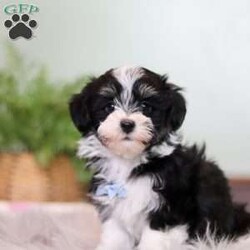 Keith/Havanese									Puppy/Male	/7 Weeks,Meet Kyle, our adorable AKC Havanese with a heart as big as his sparkling eyes. His sleek, coat is irresistibly soft, inviting endless cuddles. His playful spirit lights up the room as he enthusiastically explores every nook and cranny, tail wagging with uncontainable joy. His intelligence shines through in his quick grasp of commands, making training sessions a breeze. Yet, when the day’s adventures wind down, he transforms into a cuddle expert, snuggling close with a warmth that melts away stress. As he grows, he promises to be not just a pet but a cherished family member, ready for a lifetime of shared moments and unwavering companionship.