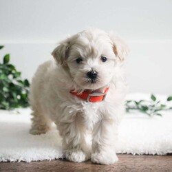 Buttercup/Maltipoo									Puppy/Female	/January 4th, 2024
