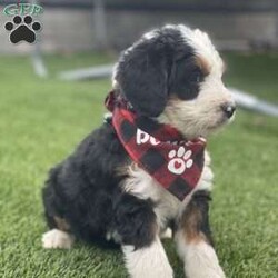 Cash/Bernedoodle									Puppy/Male	/8 Weeks,Meet Cash , he is a beautiful and healthy , F1 bernedoodle puppy, he will be up to date on his shots and dewormer, he will be well socialized with and comes with a one year genetic health guarantee plus a goody bag to help him transition to his forever home.