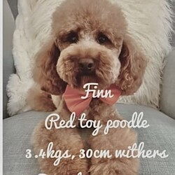 Adopt a dog:- 3 x GIRLS - REDUCED to $2000, 1 x Boy - Ready Now /Poodle (Toy)/Both/Younger Than Six Months,Located in North Brisbane -Deception Bay 45084 Girls - $2000 ( 1 SOLD)2 Boys - $1900. (1 boy sold - Mr Rusty)The Girls …Miss Stormy - is a tiny cheeky, pocket rocket who is adventurous and loves to be the centre of attention lol! She is super funny with all the SASS to put her bigger siblings in their place. Stormy has a dark ruby red curly coat with a white chest that she loves to show off.SOLD Miss Winter Bear - is a super calm and chilled out girl who loves cuddles, sleeping lol, playing with toys and chase with her siblings. She has a thick wool curly fleece coat - dark caramel in colour and she is the biggest of all the girls. Winter Bear really is a real live teddy bear!Miss Peaches - is just the cutest! She is sweet, super loving