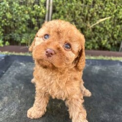 Adopt a dog:Toy cavoodle puppies for sale/Other/Female/Younger Than Six Months,Both parents have been DNA tested and medically cleared through Orivet.Mum is a Toy Cavoodle 35cm and 5kg, she is very affectionate, cuddly, lazy and loves to play.Dad is a Cavoodle 38cm and 5.4 kg. He loves his ball and plays fetch and chase. He loves a snuggle and cuddle at the end of the day.Puppies have been raised in a loving family home with exposure to children and other dogs.Cavoodles have a low/ no shredding coat.The pups have received their first vet check, immunisations and microchip.They have been wormed fortnightly.Ready for their forever homes at 8 weeks from 28th FebruaryPuppies have information and take home packs, to help transition to their new homes.Pups are pick up only. No interstate transfers = they are too young.Location = Lara,45 mins from Melbourne CBD, 5 mins from Avalon airport.