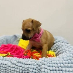 Pure breed puppy chihuahua/Chihuahua (Smooth Coat)/Female/Younger Than Six Months,3 pure breed chihuahuaMom is only 2.7kiloDad is only 3.2 kiloIntroducing three captivating Chihuahuas, each a delightful blend of beauty, brains, and affection, ready to enchant their way into your forever home.With their sleek, smooth coats and keen intellect, they're a breeze to train, promising to be the perfect companions for life's adventures. Raised in the loving embrace of a family environment, they're well-acquainted with cuddles and playtime, making them the ultimate cuddle buddies.Plus, they come fully vet-checked, vaccinated, and wormed, ensuring their health and happiness. Don't miss out on the opportunity to welcome these irresistible sweethearts into your family—they're just waiting to bring endless joy and love into your life.My RPBA Member Number Is: 14112