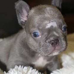 Adopt a dog:PURE BRED FRENCH BULLDOG PUPPIES FOR SALE/French Bulldog/Both/Younger Than Six Months,PUREBRED FRENCH BULLDOGS, will be available 28th February 2024. They were born 03/01/2023. DOJO and Co is a MDBA Registered breeder # 28058 located in NSW. Priced as PET ONLY. Mains will be considered for the right owner.A $500 HOLDING FEE IS REQUIRED in order to secure your pup. All our pups will be Health checked, Vaccinated, Wormed and Micro-chipped when ready. We are a small breeder and are very proud of our program. All puppies have a white patch on their chest. Puppies will come with a PUPPY PACK filled with information, toys etc for easy transition into new home. This is our 1st litter for DOJO and Co. Pups are pedigree from our Boy 'LINK' (Fluffy lilac/brindle) and 'ARMANI' our (FAWN/SABLE). Please NO TIME WASTERS. Ensure that you are ready and able to not only buy, but care for one of these fur babies. I have supplied MUM 'Armani's' Microchip number #1 and DAD 'LINKS' #2 as pups are too young at this time.PHOTO 1- Blue Brindle Boy PENDINGPHOTO 2- Choc/Brindle Boy ($2,500)PHOTO 3 - Black/Brindle Boy (SOLD)PHOTO 4 - Lilac Girl ($4,000)PHOTO 5 - Choc/Brindle Girl ($2,500)PHOTO 6 - Choc Girl ($2,500)PHOTO 7 - Lilac Girl ($4,000)PHOTO 8 - MUM 'ARMANI' Fawn SablePHOTO 9 - DAD 'LINK' Fluffy Lilac/Brindle