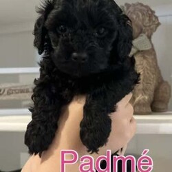 Adopt a dog:Beautiful Toy cavoodle puppies. Ready for their forever loving homes. /Poodle (Toy)/Female/Younger Than Six Months,Toy cavoodle puppies.8 weeks old. Ready for their new homes now.Padme- black female. Soft, wavy, fleece coat- $2300- available.Poe- black male. Soft, wavy, fleece coat, with small white marking on chin-$2300- available.Aalaya- Ruby red and white female. Soft, wavy, fleece coat- SOLDHumphrey- ruby red male. Soft, curly coat- SOLDMother- chocolate toy poodle. DNA clear with Orivet. 4.5 kgs.Father- ruby red and white Theodore cavoodle. 5 kgs. DNA clear.Puppies raised in family home. Non-shedding coats. Hypoallergenic. Handled and socialised well ready for their new forever homes.Puppies will be vaccinated, vet checked, microchipped, and wormed.Puppies come with a puppy pack with everything needed to help them settle into their new homes.Both parents DNA cleared. Healthy, happy and much loved family petsRegistered breeder.