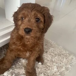 Adopt a dog:F1 Ruby Red cavoodle last puppy left!//Both/Younger Than Six Months,I am an experienced registered breeder and I have 1 boy left ready to go now.He loves being with you no matter where you are a very l loyal little companion I would love to see him go to a beautiful homeThese are quality puppies!The pups have been microchipped, vaccinated and wormed every 2 weeks from 2 weeks old.They have been weaned on a quality diet.Mum is a pure bred Ruby and white cavalier King Charles and dad is a pedigree red toy poodle DNA cleared.My dogs have also had their heart, eyes, hips and knees checked.They have been raised indoors and are toilet trained on their pads.They will come with the food they have been weaned to and a blanket with mum and siblings scent .Come and meet the pups Frankston Pick up.