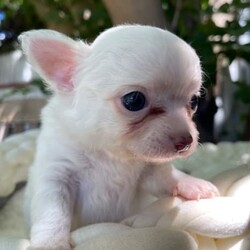 Chihuahua puppies/Chihuahua (Long Coat)/Both/Younger Than Six Months,Chihuahua puppies born on the 10.12.23White/cream long coat males available $20001 female now available $2500Have been vet check, vaccinated, microchipped, wormed and flea treated.Ready to go to new homes after the 4th of February 