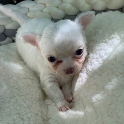 Chihuahua puppies/Chihuahua (Long Coat)/Both/Younger Than Six Months,Chihuahua puppies born on the 10.12.23White/cream long coat males available $20001 female now available $2500Have been vet check, vaccinated, microchipped, wormed and flea treated.Ready to go to new homes after the 4th of February 