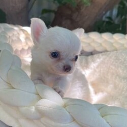 Chihuahua puppies/Chihuahua (Long Coat)/Both/Younger Than Six Months,Chihuahua puppies born on the 10.12.23White/cream long coat males available $20001 female now available $2500Have been vet check, vaccinated, microchipped, wormed and flea treated.Ready to go to new homes after the 4th of February 