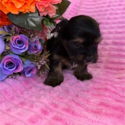 ♥️1 LEFT Morkies Available and 1 beautiful Pedigree Yorkie /Yorkshire Terrier/Both/Younger Than Six Months,