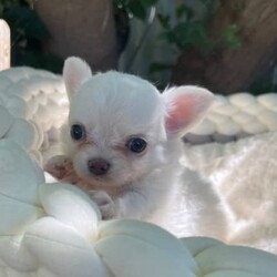 Chihuahua puppies/Chihuahua (Long Coat)/Both/Younger Than Six Months,Chihuahua puppies born on the 10.12.23White/cream long coat males available $20001 female now available $2500Have been vet check, vaccinated, microchipped, wormed and flea treated.Ready to go to new homes after the 4th of February 
