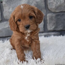 Marley/Cavapoo									Puppy/Female	/7 Weeks,I offer a one year health guarantee. Up to date on shots and dewormings. I’m looking for a loving indoor home. Shipping options are available anywhere in the US. All Sunday calls are returned on Mondays. Thanks Jon