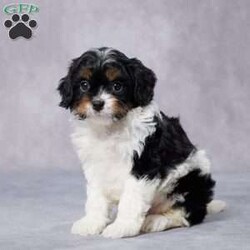 Frank/Cavapoo									Puppy/Male	/7 Weeks,AKC registered / Genetically tested Parents – Happy and healthy – F1 Cavapoo – Up to date on and deworming – Microchipped – 6 month health/1 year genetic guarantees(1yr/2yr if you remain on recommended food)- Full vet examination Call/text/email to schedule a time to come out and visit. We can ship to you, or can meet you at our airport. We can also meet in between if a reasonable distance.