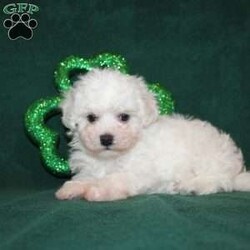 Tiny Liberty/Bichon Frise									Puppy/Female	/8 Weeks,Meet Liberty a tiny Bichon Frise who is expected to mature between 8-10lbs! This pocket book baby is up to date on shots and dewormer and will be vet checked prior to leaving! She comes with 30 days of free pet insurance to most adopters and a 1 year genetic health guarantee! Her grandfather won best in show in 2019, and she knows she is offspring of the best. If you are looking for a little princess to snuggle and spoil contact us today! 