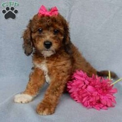 Twinkie/Aussiedoodle									Puppy/Female	/9 Weeks,Prepare to fall in love!!! My name is Twinkie and I’m the sweetest, cutest little F1b medium sized aussiedoodle looking for my furever home! One look into my warm, loving eyes and at my silky soft coat and I’ll be sure to have captured your heart already!  I’m very happy, playful and very kid friendly and I would love to fill your home with all my puppy love!! I am full of personality, and I give amazing puppy kisses! I stand out above the rest with my uniquely marked sable merle colored coat!  I have been vet checked head to tail, microchipped and  I am up to date on all vaccinations and dewormings . I come with a 1 year guarantee with the option of extending it to a 3 year guarantee and  shipping is available! We also have NDR (national doodle registry) papers available and birth certificates for an additional fee! My mother is our precious Maggie, a 47# blue merle aussiedoodle with a heart of gold and a very mild personality and my father is Zeke, our 10# playful mini poodle and he is genetically tested clear!! I will grow to approx  25-35# and I will be hypoallergenic and nonshedding! !!… Why wait when you know I’m the one for you? Dont miss out, call or text Martha to make me the newest addition to your family and get ready to spend a lifetime of tail wagging fun with me!   (7% sales tax on in home pickups) 