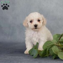 Nathan/Bichon Frise									Puppy/Male	/December 26th, 2023,Are you ready to welcome Nathan. A Bichon Frise puppy into your life and heart? We have a lovable Bichon Frisepuppy looking for a forever home filled with love and care. If you’re ready to provide a warm and loving environment, this little bundle of joy is waiting to become a cherished part of your family.