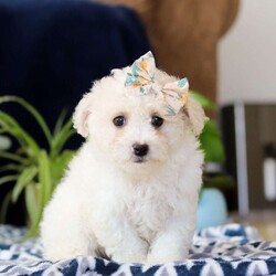 Ruby/Cavachon									Puppy/Female	/11 Weeks
