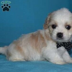 Rascal/Cavachon									Puppy/Male	/6 Weeks,Rascal is outgoing,playful with a sweet cavachon temperment. He’s looking for his forever home