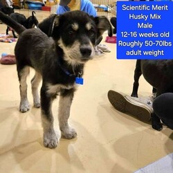 Adopt a dog:Scientific Merit/Husky/Male/Baby,This pet will be available for adoption this Saturday and Sunday.

*Pets cannot be adopted prior to Saturdays adoption event*

Please read all of the information below!

*Rain or Shine*
Petsmart in Oviedo
1115 Vidina Place
Oviedo FL 32765

12:00pm-2pm. (Sat)
12:00pm -2pm (Sun)

*If bad weather, we will be INSIDE the Petsmart, back right corner*

SIGN IN SHEET BEGINS AT NOON (Sat & Sun)

We will physically have this when we arrive and start to add names of people present when it's time. 
(Line forms out front of the Petsmart by the large Grooming window)

Please sign in when you arrive. 

People do arrive early to wait in line to sign in on the list. 

We go in order of the names on the list to give people the chance to adopt. 
The best way to get first pick at adopting is by arriving early to wait for the list to be put out. You do not need to add the name of the pet(s) you are interested in adopting. 

Please text me at 407.952.1037 with your email address, if you plan on attending the adoption event. 
I will email you over the application/contract that will need to be printed, filled out and brought with you to the adoption event. 

We will only keep your application/contract if you meet the perfect furbaby and decide to adopt!

By receiving the contract/ application it does NOT guarantee an adoption nor place any pet on hold for you. 

I will also provide, through text, a lot of information on how to care for our rescue pets, what they eat, health guarantee information etc. 
That way, if you do find that perfect new family member,  you will be fully prepared. 

We do NOT have a physical location where the pets can be visited as we are an all foster based rescue. 

$400 Adoption Fee
*Cash Only*
Please understand our rescues are pulled from animal controls and may have 7 plus breed mixes in them. We cannot guarantee all the mixes and we aren't given that information. 

All pets are exposed to other pets and children.  
(Unless otherwise stated)
All pets come with a minimum of 2 sets of puppy vaccines, flea, heartworm prevention, 2 de wormings and NEUTER.

All of our pets have been started with crate training.

Please remember we are NOT associated with Petsmart and their employees will not be able to answer any questions for you regarding Save A Lifes adoptable pets.

Please Text Anna at 407.952.1037 with any questions! 

We look forward to meeting you!