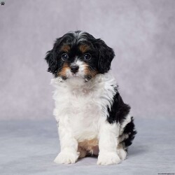 Frank/Cavapoo									Puppy/Male	/7 Weeks,AKC registered / Genetically tested Parents – Happy and healthy – F1 Cavapoo – Up to date on and deworming – Microchipped – 6 month health/1 year genetic guarantees(1yr/2yr if you remain on recommended food)- Full vet examination Call/text/email to schedule a time to come out and visit. We can ship to you, or can meet you at our airport. We can also meet in between if a reasonable distance.