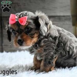 Snuggles/Cavapoo									Puppy/Female	/8 Weeks,Thanks for checking me out! I am raised on a five acre home, Well socialized with kids. I will vet checked. I’m up to date on shots and Dewormer. I come with a 30 day health guarantee.