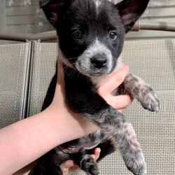 Adopt a dog:Sesame/Australian Cattle Dog / Blue Heeler/Male/Baby,This little cutie is Sesame! He is a 2-month-old Australian Cattle Dog Mix who loves belly rubs and napping in your arms. He is a very curious pup who loves to wrestle with his brothers. He loves to be the first to grab the chew toy and play keep away. He is very affectionate and gives lots of kisses.

Sesame adores both adults and children. He is crate trained and working on potty training in his foster home. His ideal home would have a fenced-in yard where he can run and play, and a family with time to devote to loving and training this sweet boy.

Sesame is available for adoption in both Texas and the Northeast.