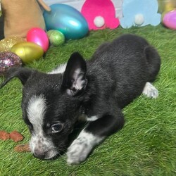 Adopt a dog:Travis Kelce/Australian Cattle Dog / Blue Heeler/Male/Baby,TOUCHDOWN!!!!

Born January 12, 2024 - our famous football club -

Mahomes, Tony Romo, Ed Reed, Ray Lewis, Barry Sanders, Travis Kelce and Taylor Swift are almost ready to go to their forever homes! 

There are 7 males and 1 female. They're about 6-7 lbs each as of 3/2

Mom is an Australian Shepherd/Cattle dog mix and dad is a boxer mix. Mom is quite small and we don't think they'll get over 35-40 lbs full grown. When Mom went to have her spay appt, she was found to be pregnant. Her last litter stayed at 35 lbs full grown.

These pups have been born in a home so they are very well socialized and have been handled by children and adults. They are great with other dogs, they don't mind cats and they love everyone!

While they do love to run around and play, they are all also very gentle pups. They'd prefer to snuggle up with you, watch TV and be your shadow and best friend. 

They'd do best in homes they are about mild active. They do not need a super active home, but one that allows play and fun times along with a bunch of cuddle time. 

All adoption fees include current negative hw test if old enough, current age appropriate vaccines including rabies, parvo/distemper, lepto, bordatella, current heart worm and flea/tick preventions, lifetime registered microchip, 2 dewormers and transport costs from Texas to the East Coast. 

PLEASE READ THIS TO ADOPT: 

Www.ruraltank.org/adopt 

We process applications as first come, first serve so we suggest you fill out an application as soon as possible as we can receive quite a few per animal.

If you submit an inquiry that questions something answered in this bio, we will not respond due to high volume of inquiries. 

ALL OF OUR ANIMALS ARE LOCATED IN SOUTH TEXAS. They are posted in areas where we transport to ONCE ADOPTED. 

95% of our animals are pre adopted prior to transport, if you want to do a meet and greet with an animal in person we suggest going to a local shelter as we probably will not be able to offer that.

Once approved though us, we will put you in contact with the foster family that has your animal to learn more about them! 

We transport every few weeks, TBD. 

Application turn around is usually about 1-3 days max, if not sooner. After you submit an application and want to send additional information or pictures of current animals/past ones in a separate email, we love that and it always helps your chances :)